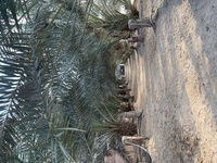  صورة مزارع وجواخير للبيع في كبد