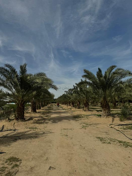 صورة مزارع وجواخير للبيع في مزارع الوفرة